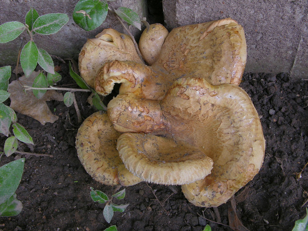 Paxillus ammoniavirescens Contu & Dess�